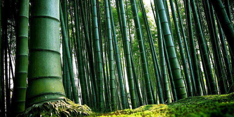 中国的竹文化与日本的饮食文化